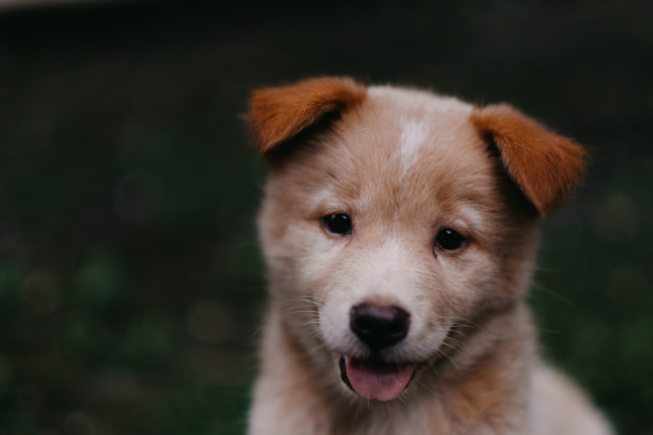 Pet Health: What You Need to Know